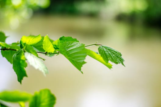 Spring background, green tree leaves on blurred background.