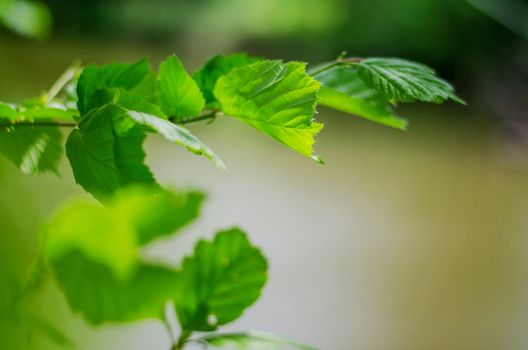 Spring background, green tree leaves on blurred background.