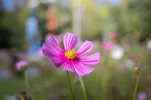 The background image of the colorful flowers, background nature