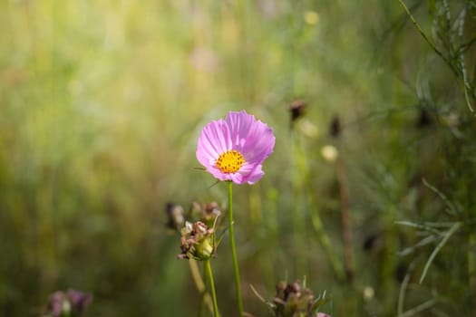 The background image of the colorful flowers, background nature