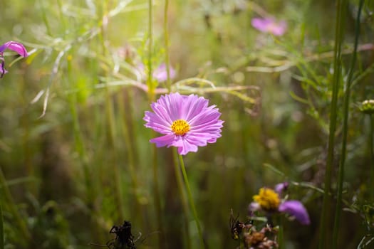 The background image of the colorful flowers, background nature