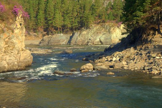 The rocky bank of the mountain river Chemal was covered with acacia bushes at the confluence of the Katun. Altai, Siberia, Russia.