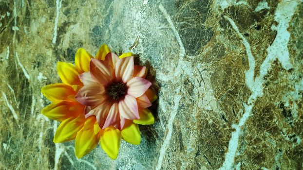 Two buds of pink and yellow flowers lie on a marble slab.
