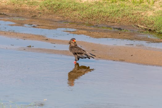A bateleur, Terathopius ecaudatus, standing in a river and looking backwards