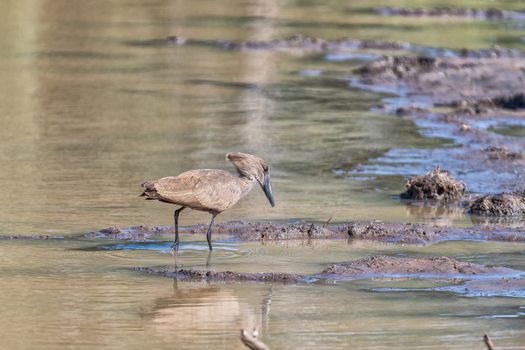 A hamerkop, Scopus umbretta, hunting in a river