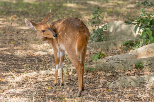 A bushbuck ewe, Tragelaphus scriptus, with head turned backwards