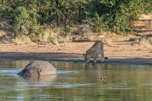 A sleeping hippo in a dam, a red-billed oxpecker and a lioness drinking water