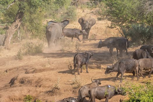 African elephants and cape buffaloes between trees. Dust is visible
