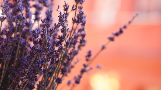 Dried lavender bunches on bright blurred background