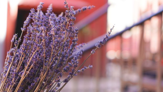 Dried lavender bunches on bright blurred background