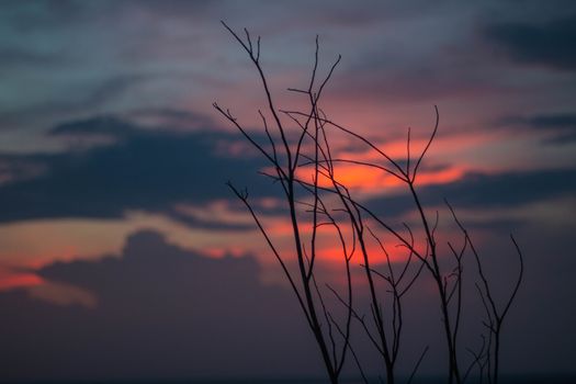 Beautiful silhouette of tree branches against the sky at sunset makes the sky is blue, orange, sparkling