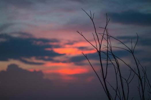 Beautiful silhouette of tree branches against the sky at sunset makes the sky is blue, orange, sparkling