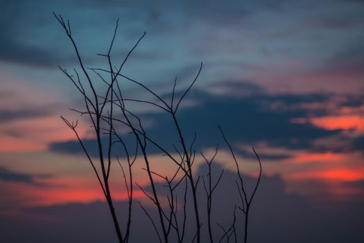 Beautiful silhouette of tree branches against the sky at sunset makes the sky is blue, orange, sparkling