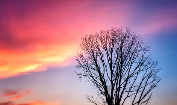 Bare Tree Silhouette against Beautiful Sunset Sky