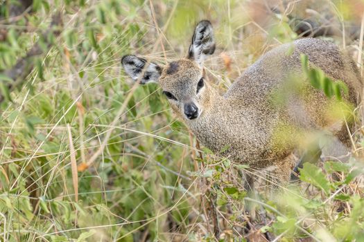 A klipsringer ewe, Oreotragus oreotragus, hiding between vegetation