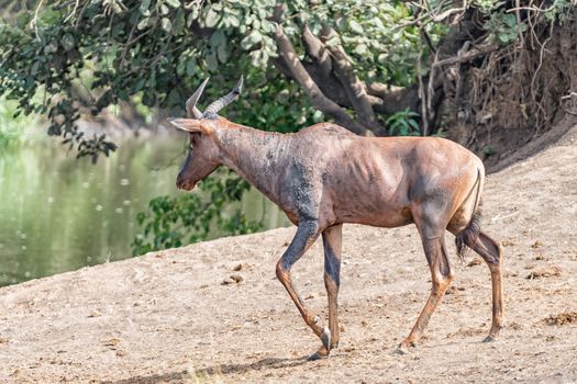 A tsessebe, Damaliscus lunatus, walking next to a river