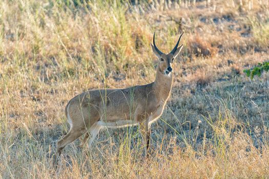 A reedbuck ram, Redunca arundinum, between grass, looking to the side