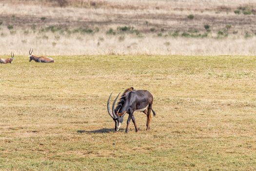 A sable antelope bull, Hippotragus niger, grazing in a grass field