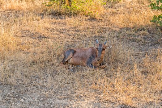 A tsessebe calf, Damaliscus lunatus, lying in grass