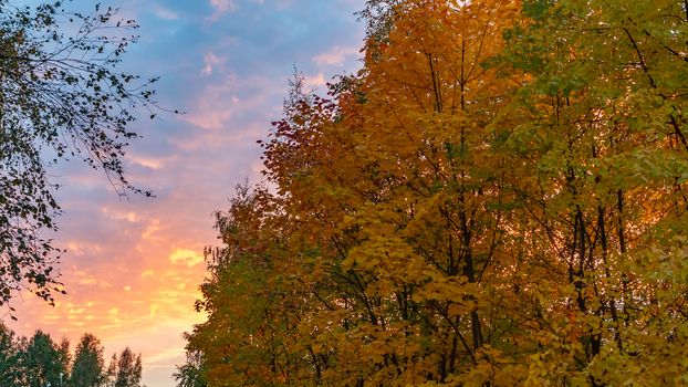 Autumn treetops against a cloudy sky at sunset. Background.