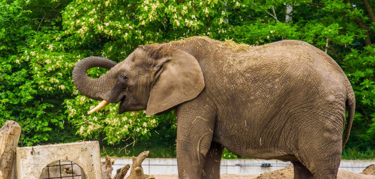 Closeup of a African elephant playing with some grass and putting it on its back, Vulnerable animal specie from Africa