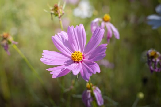 The background image of the colorful flowers, background nature