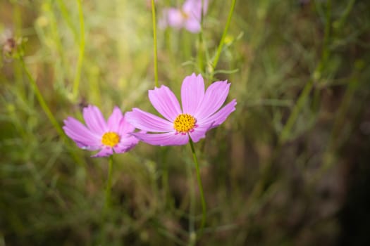 The background image of the colorful flowers, background nature