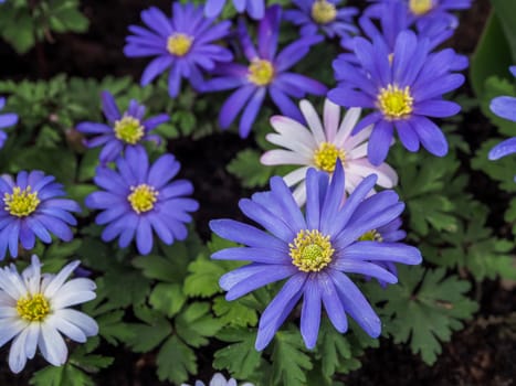 Purple flowers of Italian Asters, Michaelmas Daisy (Aster Amellus), known as Italian Starwort, Fall Aster, violet blossom growing in garden