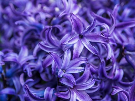 Background of hyacinth flowering in. Macro of a purple hyacinth flower. 