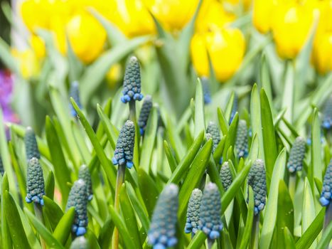 grape hyacinth flowers as nice spring background
