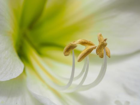 Close-up of a white lily flower with orange pollen on stamens