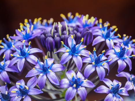 scilla peruviana gigantea. close up of blue flowers