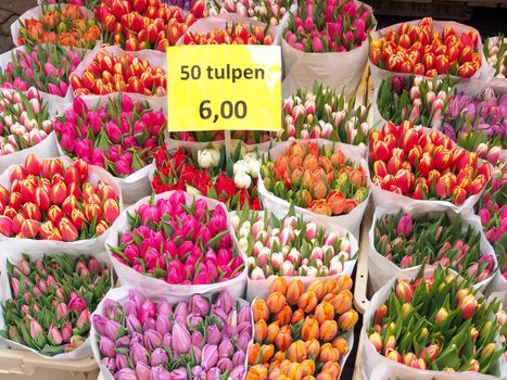 Tulips for sell, Detail of Amsterdam flowers market: the best tulips of the world