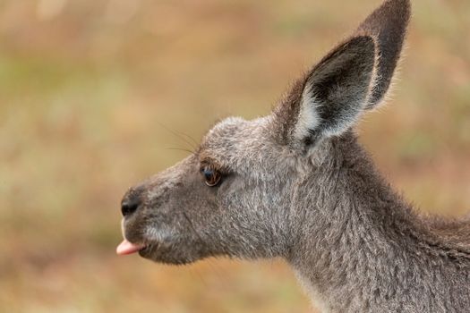 Kangaroo poke out tongue 