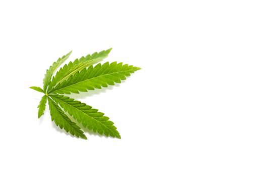 Cannabis leaf isolated on white background. Prohibited drug. Alternative Drug.