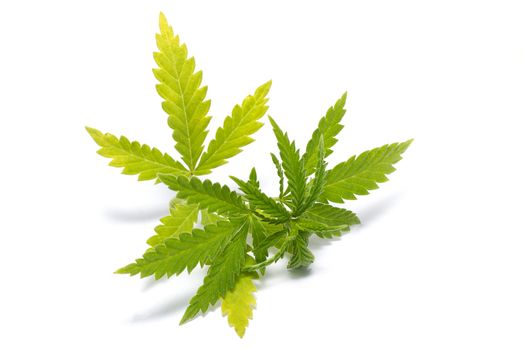 Cannabis leaf isolated on white background. Prohibited drug. Alternative Drug.