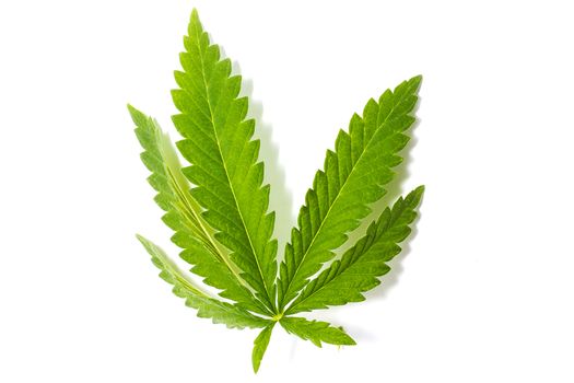 Cannabis leaf isolated on white background. Prohibited drug. Alternative Drug.