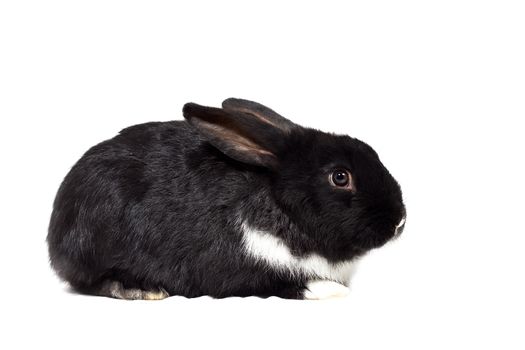 Big fluffy black bunny isolated on white background. Easter Bunny.