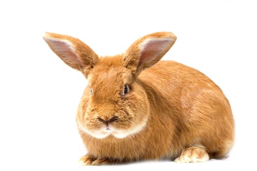 Big fluffy red-haired rabbit isolated on white background. Easter Bunny.