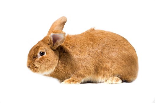 Big fluffy red-haired rabbit isolated on white background. Easter Bunny.