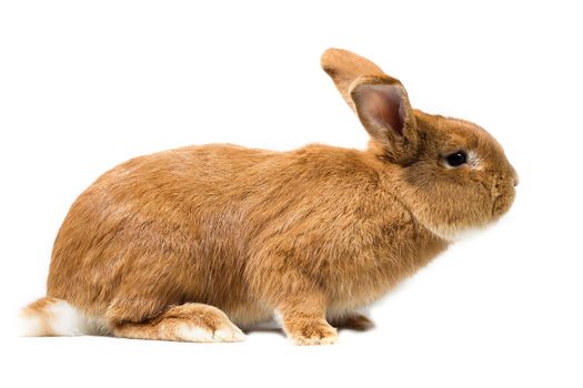 Big fluffy red-haired rabbit isolated on white background. Easter Bunny.