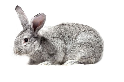 Big fluffy gray rabbit isolated on white background. Easter Bunny.