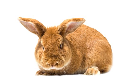 Big fluffy red-haired rabbit isolated on white background. Easter Bunny.