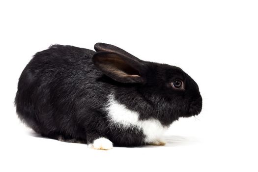 Big fluffy black bunny isolated on white background. Easter Bunny.