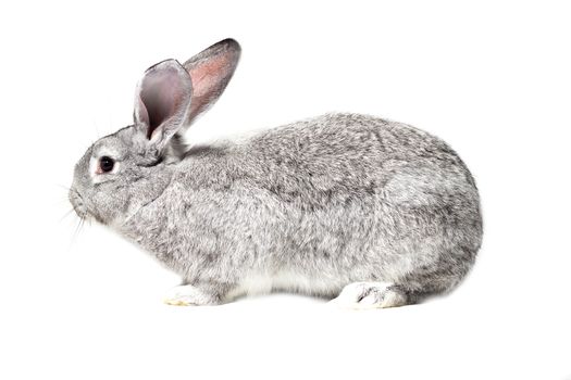 Big fluffy gray rabbit isolated on white background. Easter Bunny.