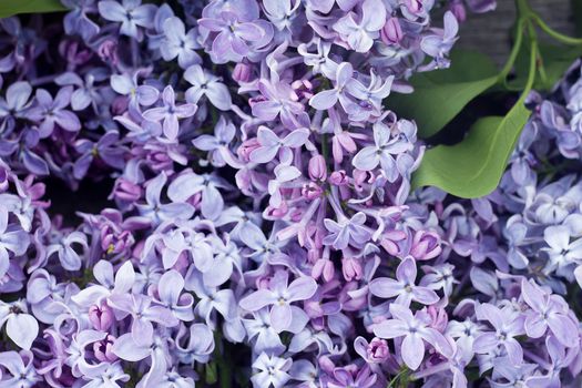 Lilac close up. Spring lilac background. Gentle natural background.
