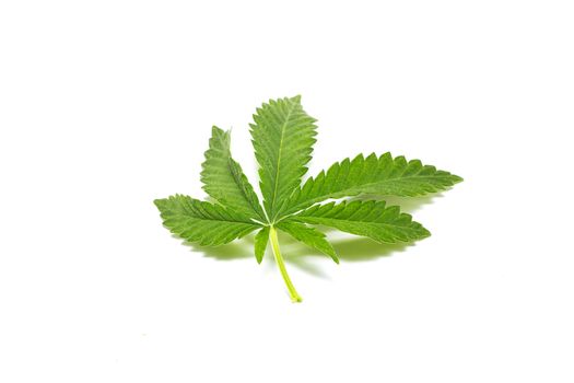 Cannabis leaf isolated on white background. Prohibited drug. Alternative Drug.