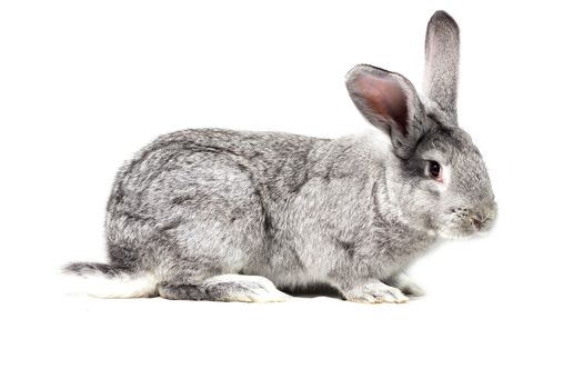 Big fluffy gray rabbit isolated on white background. Easter Bunny.