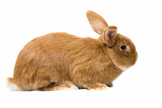 Big fluffy red-haired rabbit isolated on white background. Easter Bunny.