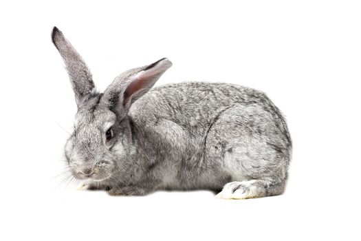 Big fluffy gray rabbit isolated on white background. Easter Bunny.